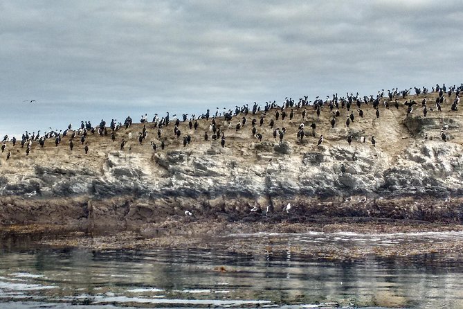 Beagle Channel Navigation On Yacht - Overview of Tour Experience