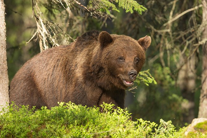 Bear Photography on Summer - Meeting Point and Start Time