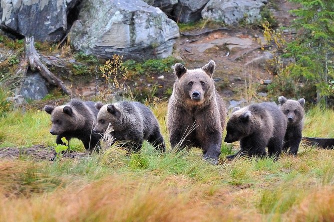 Bear Photography on Summer - Booking and Confirmation