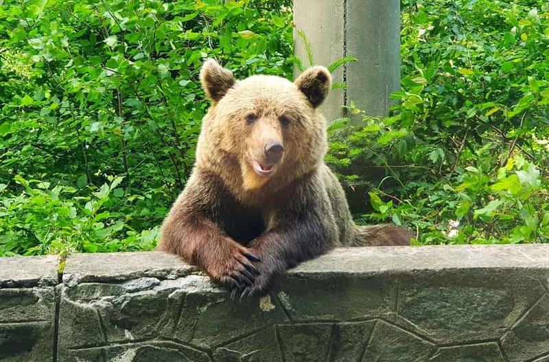 Bear Sanctuary, Dracula's Castle and Brasov | Private Tour - The Value of This Tour