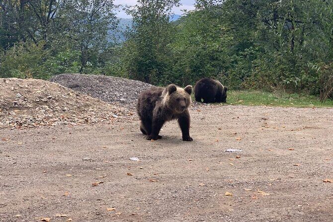 Bear Sanctuary & Rasnov Fortress - Private day tour from Bucharest - FAQ