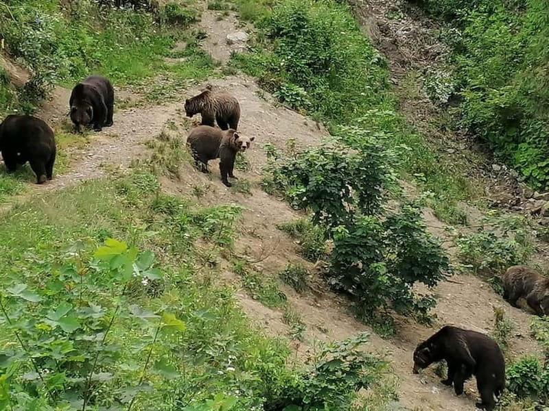 Bear watching experience in the wild - An In-Depth Look at the Bear Watching Tour
