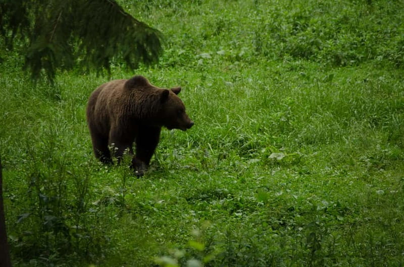 Bear watching experience in the wild - Who Should Consider This Tour?