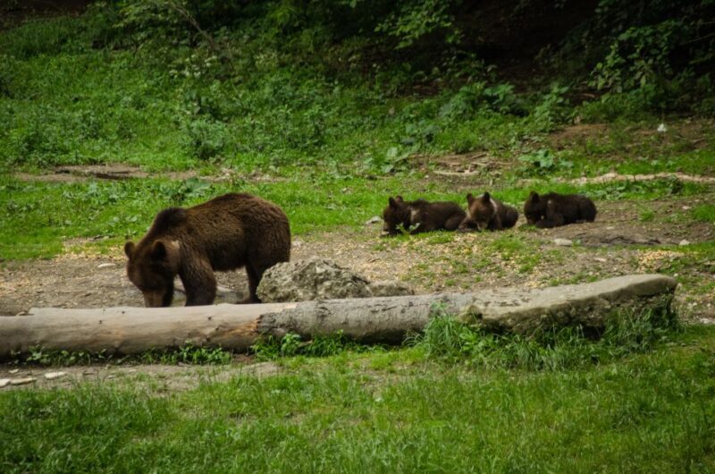 Bear watching experience in the wild - FAQ