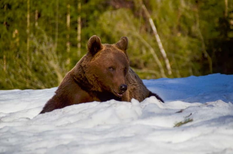 Bear watching in the Land of Volcanoes - A Closer Look at the Experience