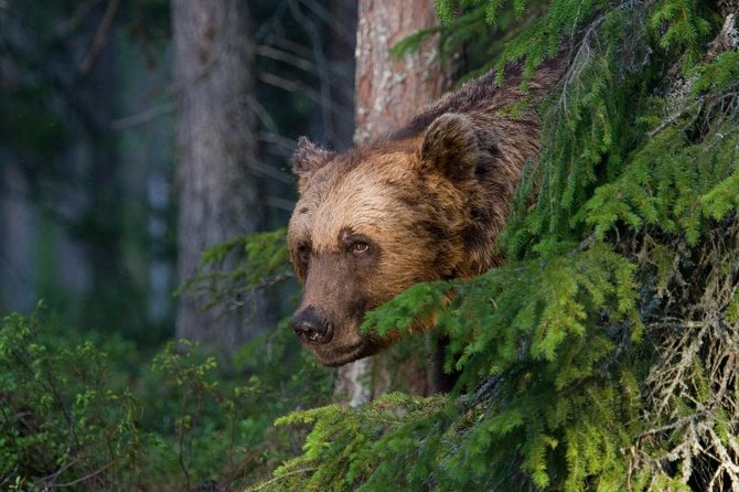 Bear Watching, Night Trip - Experience Highlights