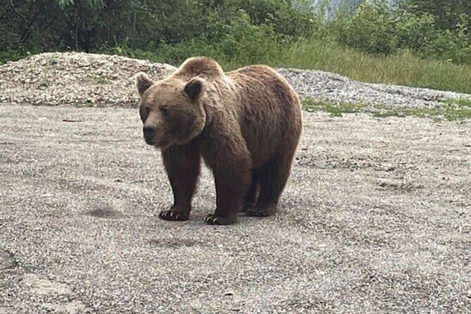 Bears and Dracula Private Full-Day Tour from Bucharest - Key Points