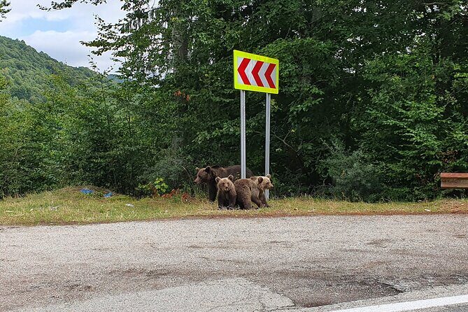 Bears and Dracula Private Full-Day Tour from Bucharest - The Sum Up