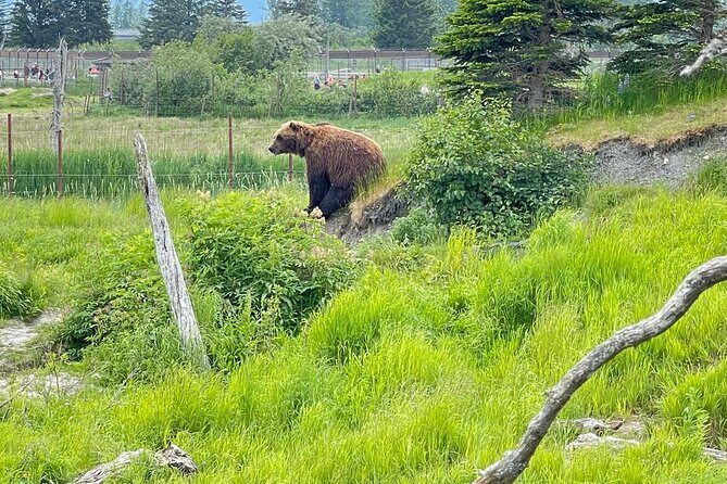 Bears & Beers Tasting Tour out of Anchorage - Key Points