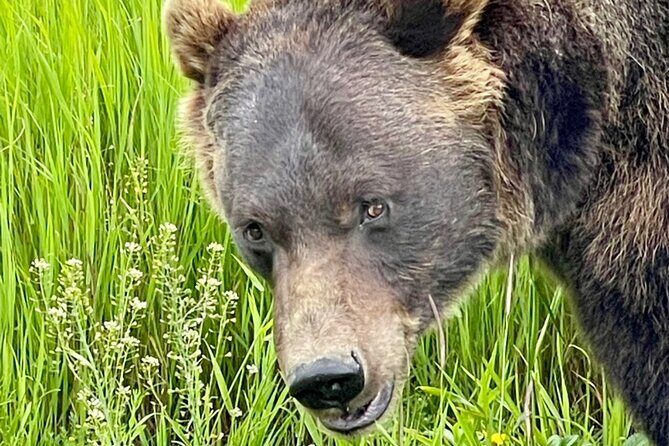 Bears & Beers Tasting Tour out of Anchorage - Analyzing the Value