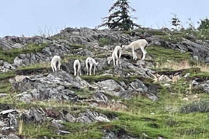 Bears & Beers Tasting Tour out of Anchorage - Final Thoughts: A Solid, Value-Packed Day in Alaska