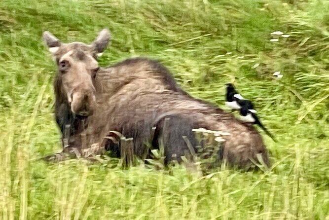 Bears & Beers Tasting Tour out of Anchorage - FAQ