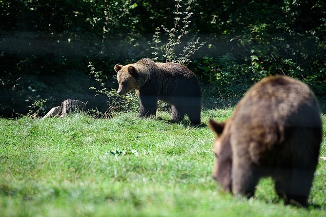 Bears Libearty Sanctuary and Bran Castle Day Trip - Pickup and Departure Details