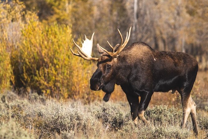 Beartooth Highway Private Half Day Tour - Guide Expertise and Insights