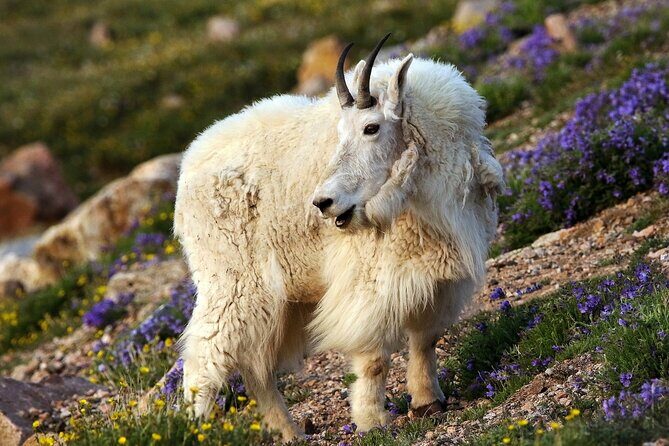 Beartooth Highway Private Tour With Wildlife Guide - Key Points