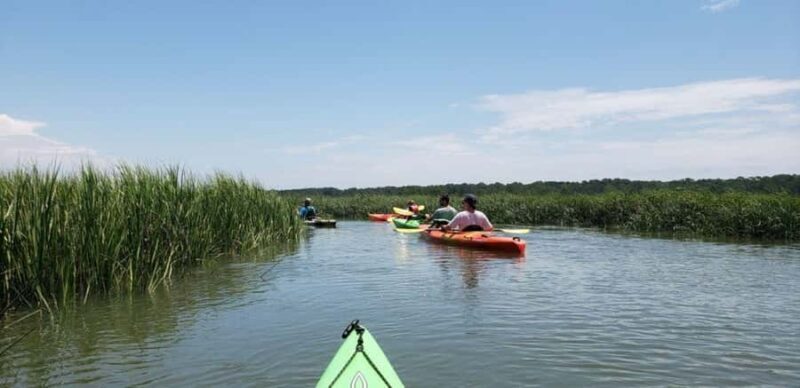 Beaufort: Guided Kayak Tour with Wildlife Viewing - The Sum Up