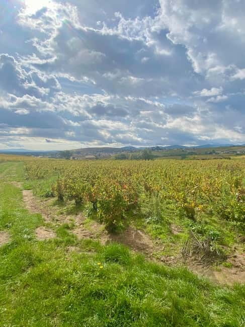 Beaujolais: Tours, wine tastings, and bistronomic restaurant - Starting Point: Belleville-en-Beaujolais