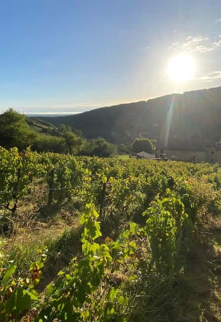 Beaujolais: Tours, wine tastings, and bistronomic restaurant - First Vineyard Visit and Tasting