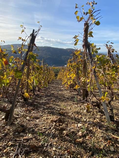 Beaujolais: Tours, wine tastings, and bistronomic restaurant - Second Vineyard Visit and Tasting