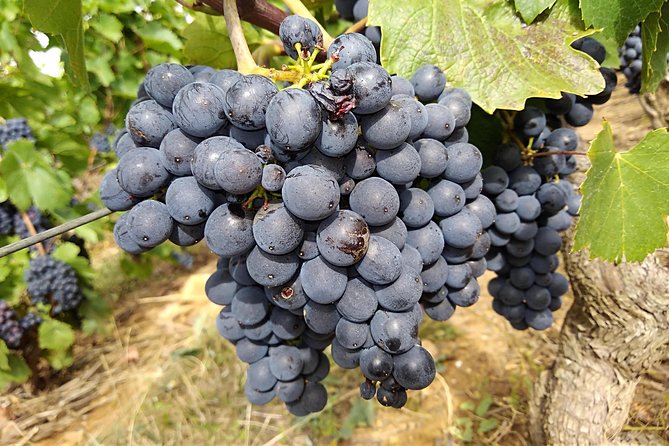 Beaujolais Wine Route, Private Tour From Lyon - Scenic Beaujolais Exploration