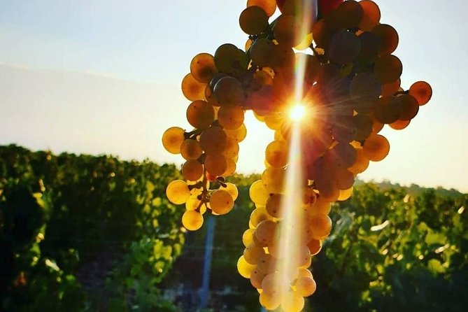 Beaujolais Wine Tasting - Visiting Beaujolais Vineyards