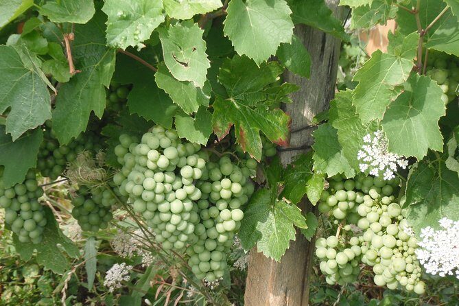 Beaune & Burgundy Vineyards Private Day Trip from Lyon - Burgundy Vineyards: Tasting at Historic Estates