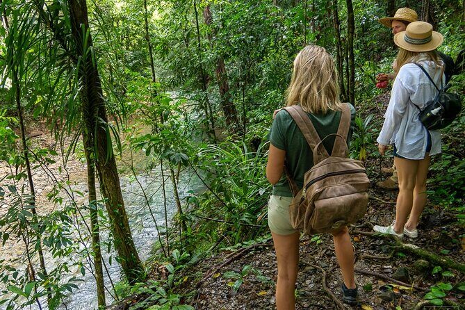 Beautiful Daintree Waterfall Walk, Magical Swim & Heavenly Lunch - The Itinerary in Detail