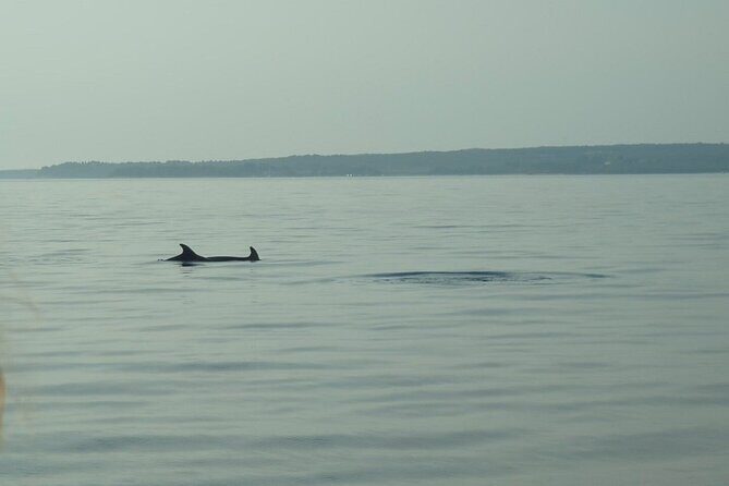 Beautiful Sunset and Dolphin Watching - An In-Depth Look at the Sunset and Dolphin Tour