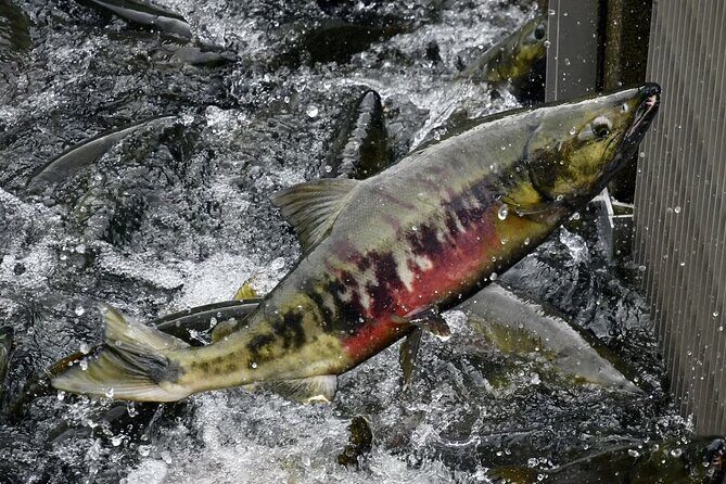 Beauty and the Beer Private Sightseeing and Brewery in Juneau - Who Should Book This Tour?