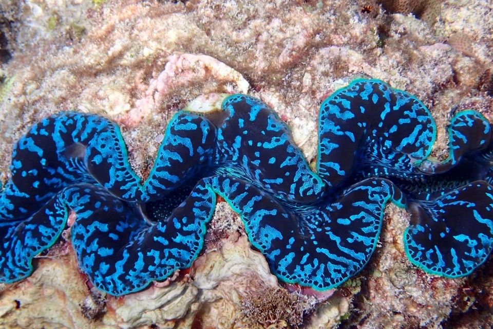 Beaver Reef & Dunk Island Xpedition | Cairns Day Return - Key Points