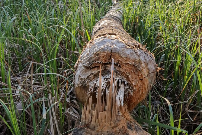 Beaver Safari and the Magic of Hortobágy - Exploring the National Parks Wildlife