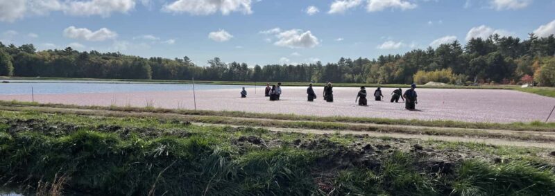 Become A Cranberry Bogger for a Day Experience - Practical Value and Considerations