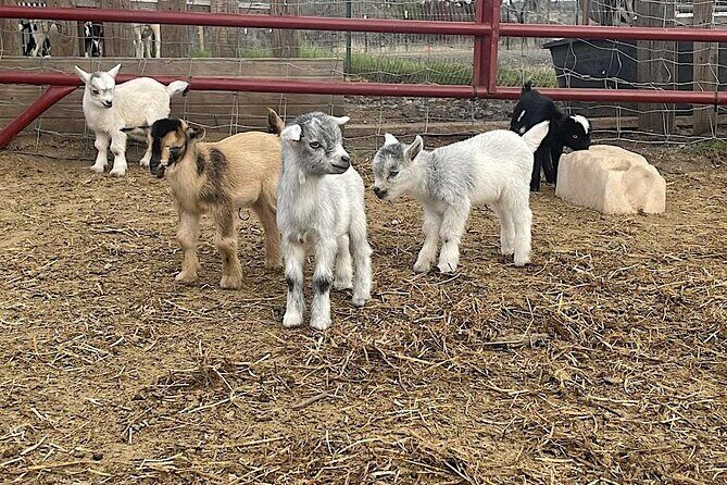 Become a Ranch Hand for a Day in Fredericksburg - The Value of the Experience