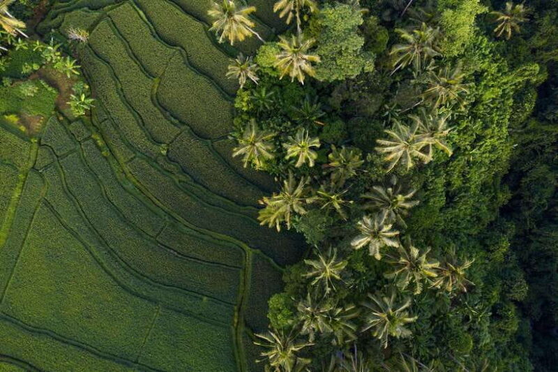 Bedugul Highlights: Lakes, Temples & Rice Terraces - Who Will Love This Tour?