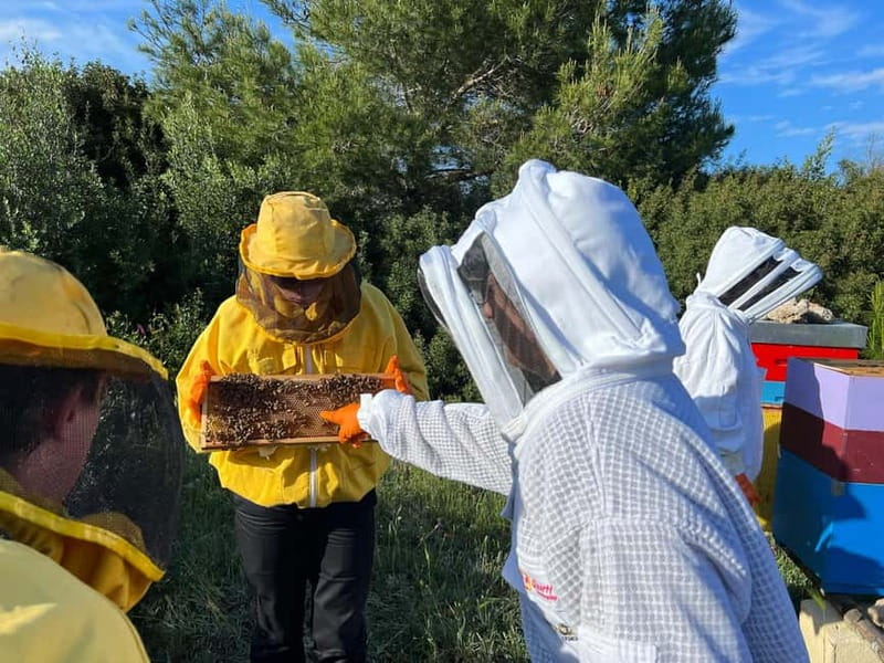 Beekeeper for a Day in the Torre Guaceto Reserve - Key Points