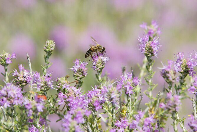 Beekeeping and Honey Stories in Itea - Practical Details: Logistics and Tips