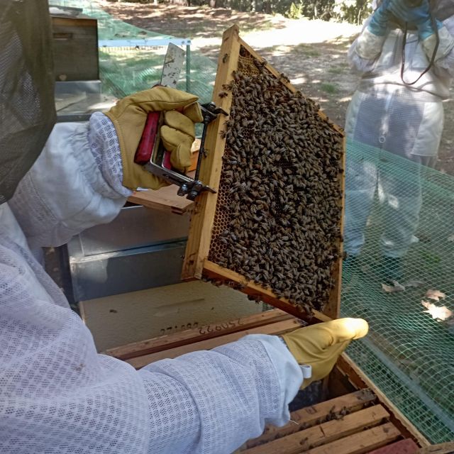 Beekeeping Tour in Amarante With Honey Tasting - Observing the Hive and Bees