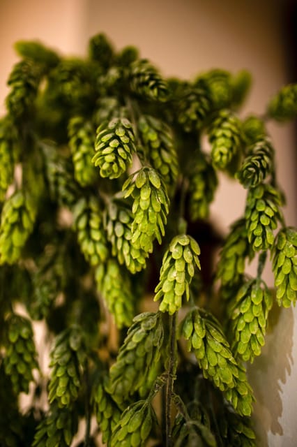 BEER SPA Niedermorschwihr - Health Benefits of the Beer Spa