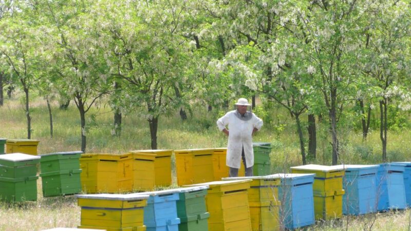 Bees in Romania - Private Beekeeping Lesson and Local Lunch - Beekeeping Fundamentals