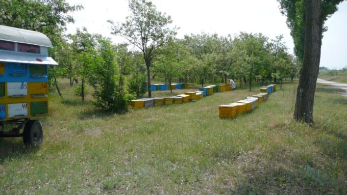 Bees in Romania - Private Beekeeping Lesson and Local Lunch - Booking Information