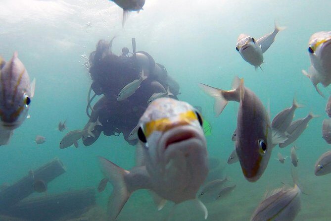 Beginner Scuba Diving with Turtles and Videos, San Juan - An Accessible Introduction to Underwater Exploration