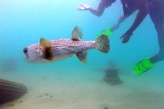 Beginner Scuba Diving with Turtles and Videos, San Juan - Why This Tour Offers Good Value