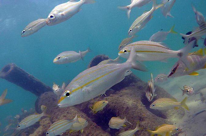 Beginner Scuba Diving with Turtles and Videos, San Juan - Authentic Reviews: What Travelers Love & What to Consider