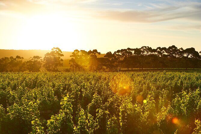 Behind The Scenes Tour - An Authentic Insight into Margaret River’s Winemaking