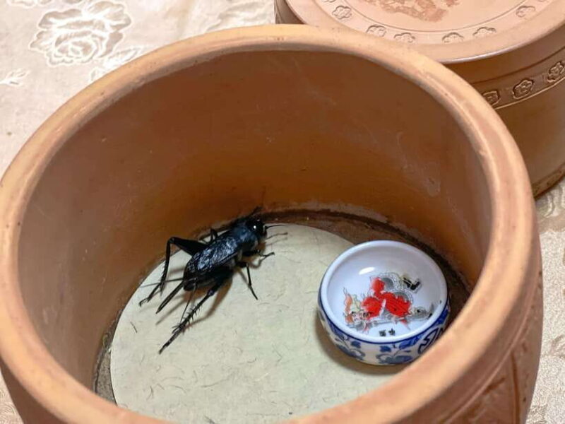Beijing: Best Hutongs Cultural Tour for the Cricket Fights - Who Will Enjoy This Tour?