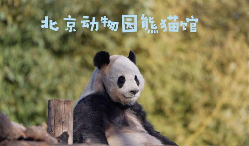 Beijing: Panda House Entry Ticket (Zoo) - Key Points