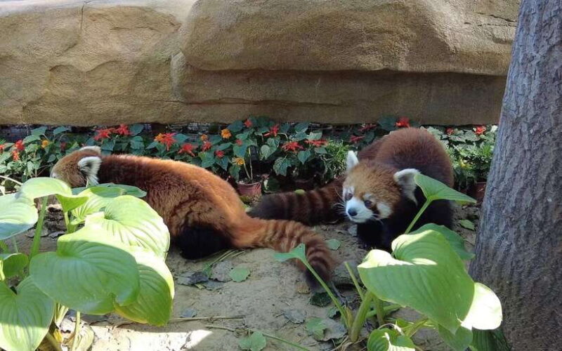 Beijing: Panda House Entry Ticket (Zoo) - An Honest Look at the Ticket Experience