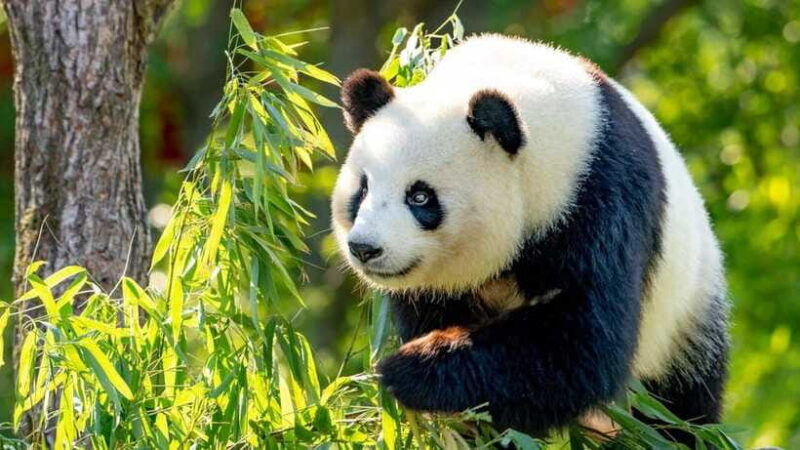 Beijing: Panda House Entry Ticket (Zoo) - Final Thoughts