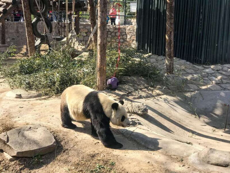 Beijing: Romantic Summer Palace Private Walking Tour - Key Points 