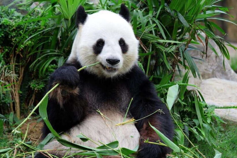 Beijing: Summer Palace and Panda House Guided Tour - An In-Depth Look at the Tour